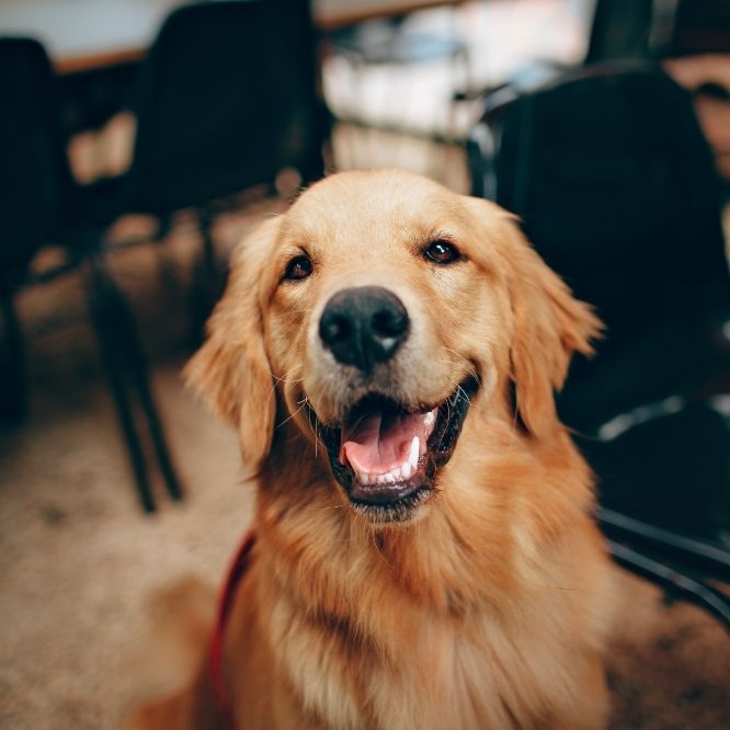 A golden retriever with a black nose and open mouth sits indoors