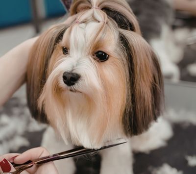 A small brown and white dog with long fur and dark eyes, sitting on a patterned blanket while a hand holds scissors near its chest for grooming