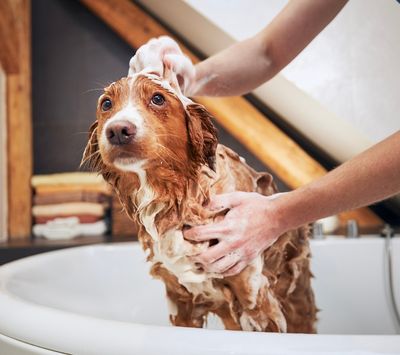 A small brown and white dog sits in a white bathtub while a person gently washes it with soapy hands in a bright home interior.