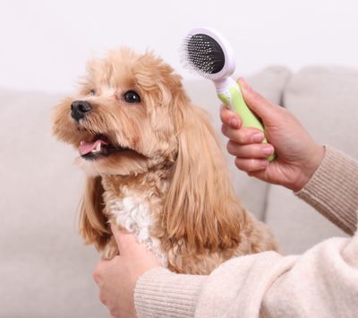 A small tan and white dog being gently brushed with a green handheld brush by a person