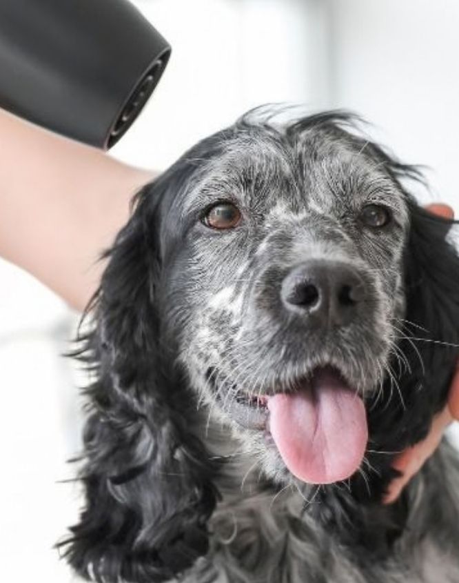 Groomer blow drying a dog's coat