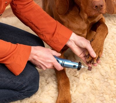 Person trimming a dog’s nails with a nail grinder