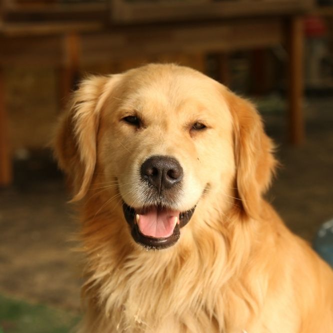 A golden retriever sits indoors with its mouth open and tongue out