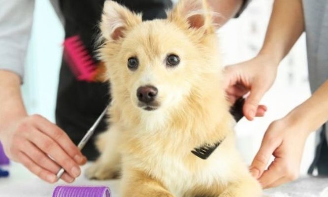 Groomer brushing a puppy during a grooming session