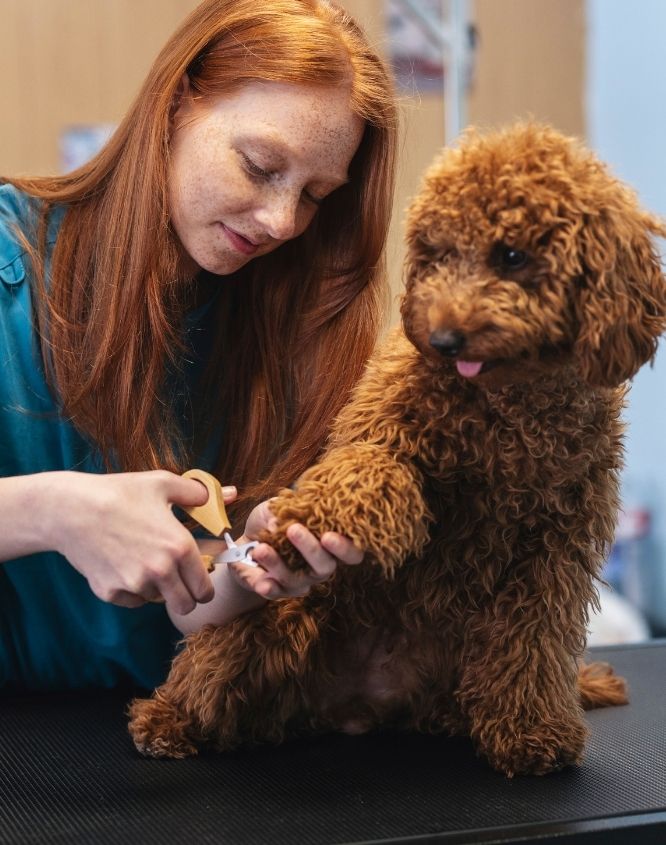 A person in a teal shirt holds a small dog on a grooming table