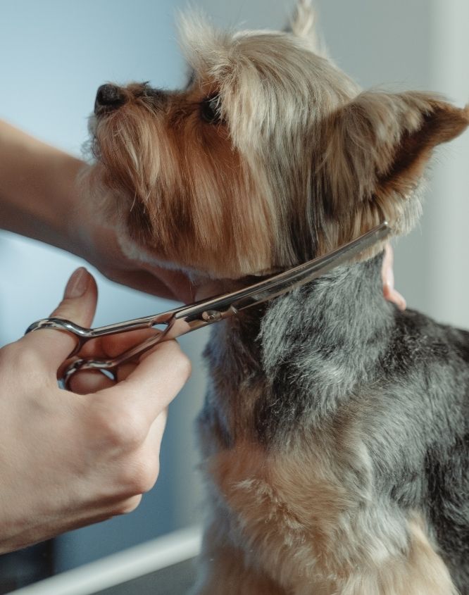Grey dog getting its hair trimmed by a professional groomer.