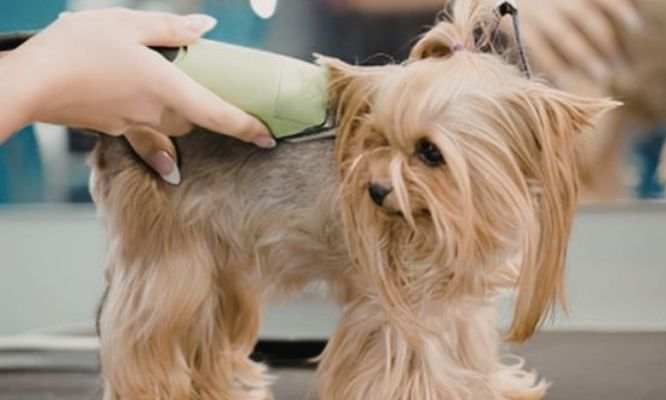 Groomer trimming the coat of a small dog