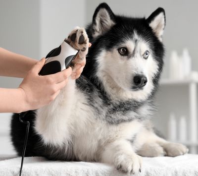 Husky dog sitting on a bed while a person provides a trim up grooming service