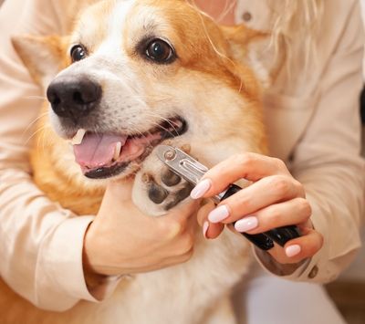 Person trimming a golden dog’s nails with a nail clipper